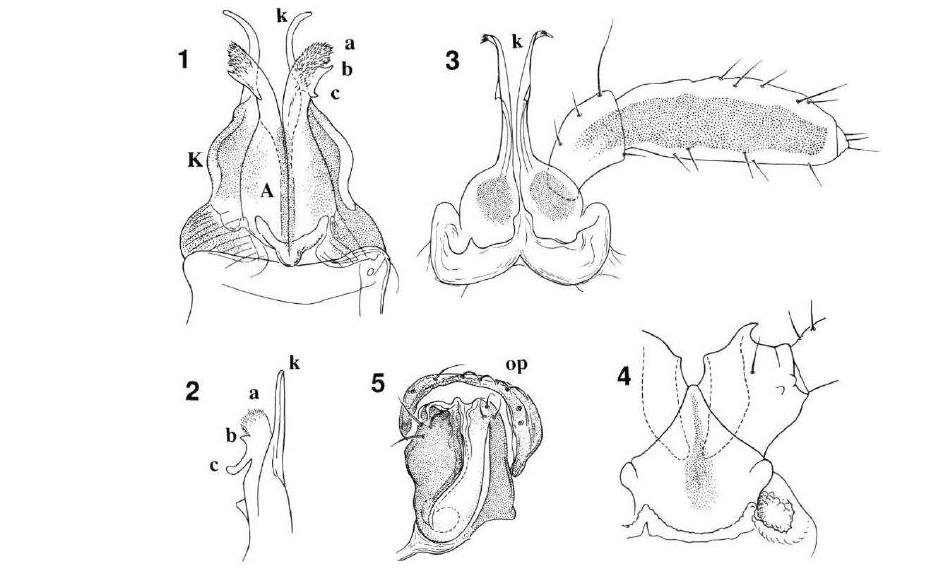 Представитель Семейства Pygmaeosomatidae